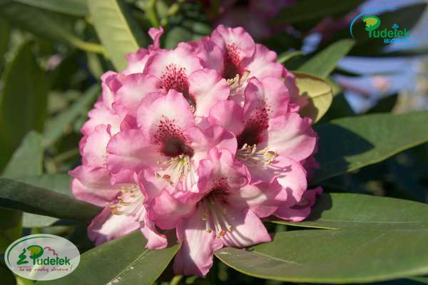 Rhododendron Caramba